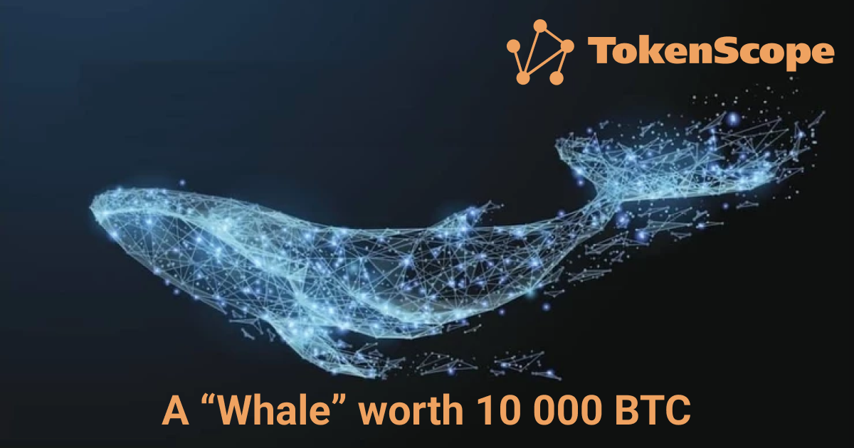 A "Whale" worth 10 000 BTC